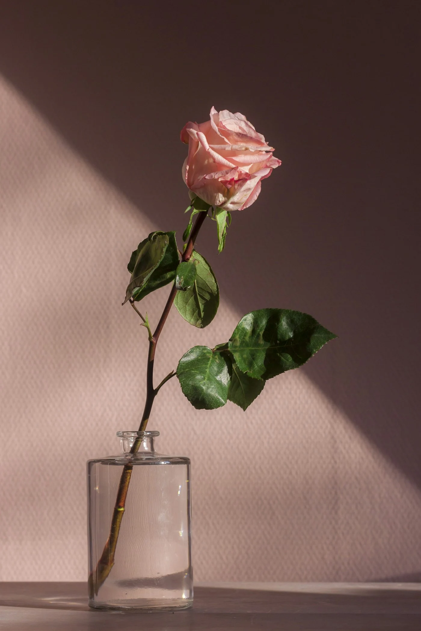 Pink roses